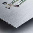 Harlequin blueflag illustration  Metal print