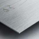 Snowbell illustration  Metal print