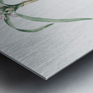 Dwarf garlic illustration  Metal print