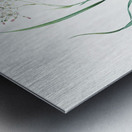 Phalangium bicolor illustration  Metal print