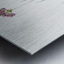 Rosy garlic illustration  Metal print