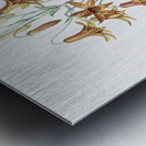 Canada lily illustration  Metal print