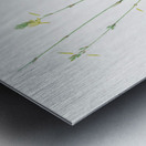 Torrey craglily illustration  Metal print