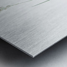 Ornithogalum tenuifolium illustration  Metal print