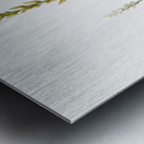 Abama ossifraga illustration  Metal print