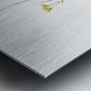 Ornithogalum spathaceum illustration  Metal print