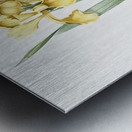 Iris Monnieri illustration  Metal print