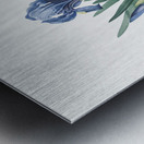 Pygmy iris illustration  Metal print