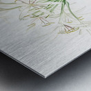 Florida swamp-lily illustration  Metal print