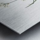 Three-cornered leek illustration  Metal print