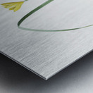 Cape tulip illustration  Metal print