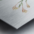 Long-tubed painted lady illustration  Impression metal