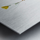 1. Ixia recurva 2. Ixia filifolia illustration  Metal print