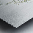 Asparagus horridus illustration  Metal print