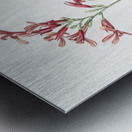 Canna lily illustration  Metal print