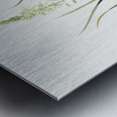 Wild asparagus illustration  Metal print