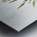 Lesser water-plantain illustration  Metal print