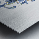 Blue iris illustration  Metal print