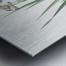 Stinking iris illustration  Impression metal