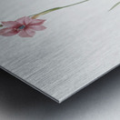 Sword lily illustration  Metal print