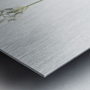 Chincherinchee illustration  Metal print