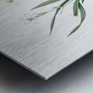 Agave yuccaefolia illustration  Metal print