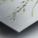 St Bernard lily illustration  Metal print