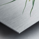 Weevil-wort illustration  Metal print