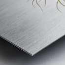 Melanthium gramineum illustration  Metal print