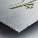 1. Yellow star-of-bethlehem 2. Small star-of-bethlehem illustration  Metal print