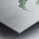 Paintbrush lily illustration Metal print