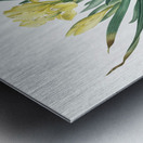 Crimean iris illustration  Metal print