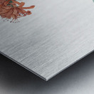 Guernsey lily illustration  Metal print