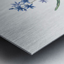 Alpine squill illustration  Metal print