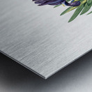 Pygmy iris illustration  Metal print