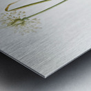 Wild onion illustration  Metal print