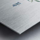 Scilla lingulata illustration  Metal print