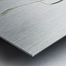 Hairy garlic illustration  Metal print