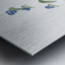 Blue spiderwort illustration  Metal print