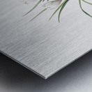 Silvery crocus illustration  Metal print