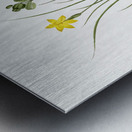 Golden blue-eyed grass illustration  Metal print