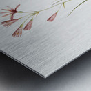 Amaryllis montana illustration  Metal print