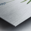 Grape hyacinth illustration  Metal print