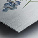 Iris pratensis illustration  Metal print