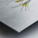 Cloth-of-gold crocus illustration  Metal print