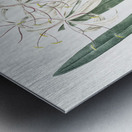 Florida swamp-lily illustration  Metal print