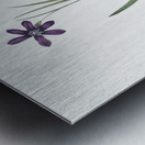 Spring crocus illustration  Metal print