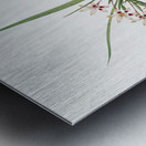 White baboon-root illustration  Metal print