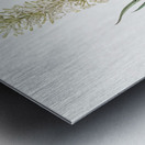 Snake plant illustration  Metal print