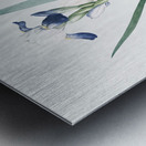 Tall bearded iris illustration  Metal print